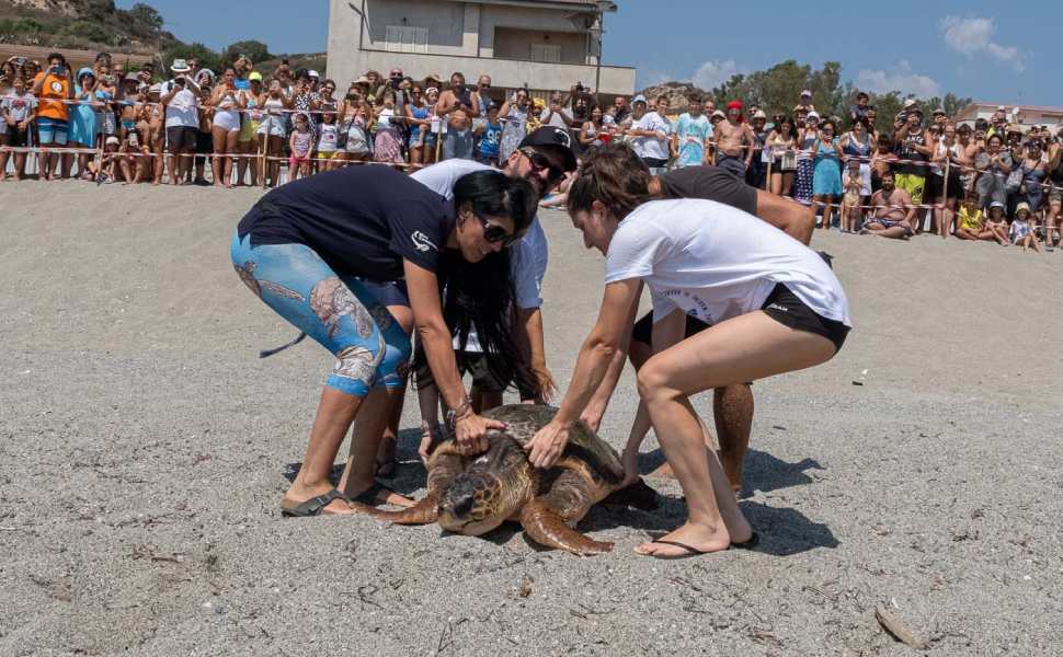 Rea tartaruga brancaleone 03