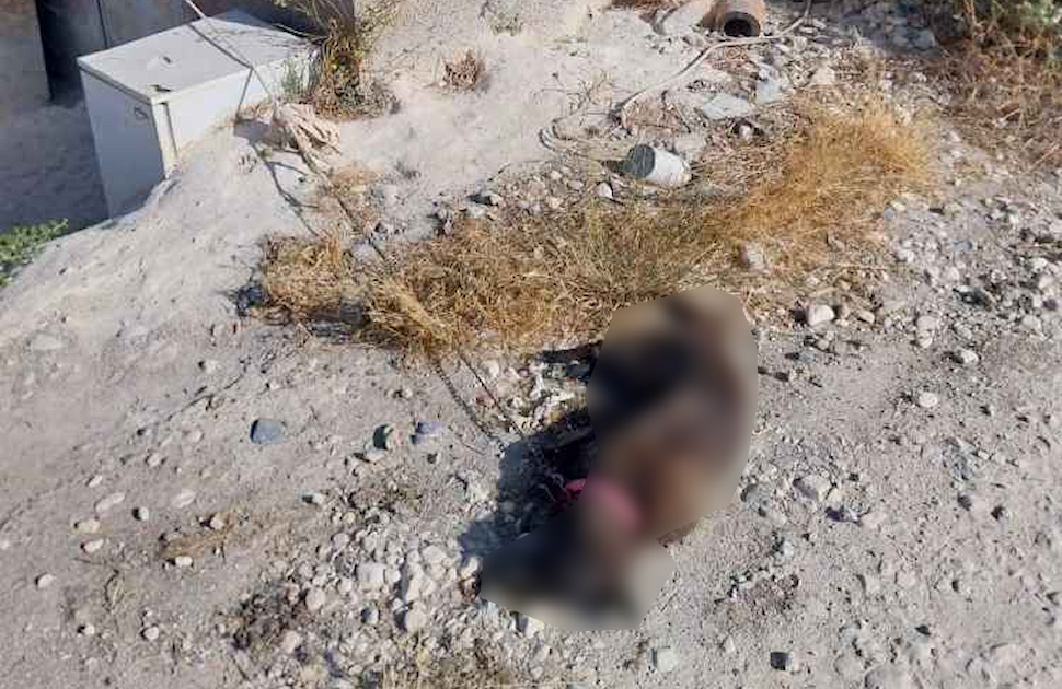 cane-morto-a-catena-crosia