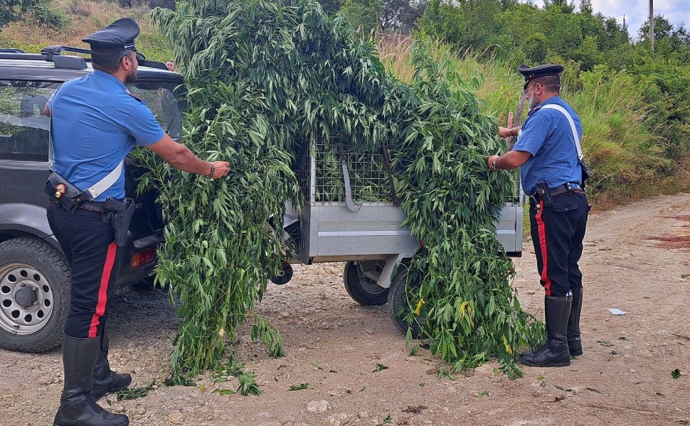 carabinieri piantagione marijuana petrona cz