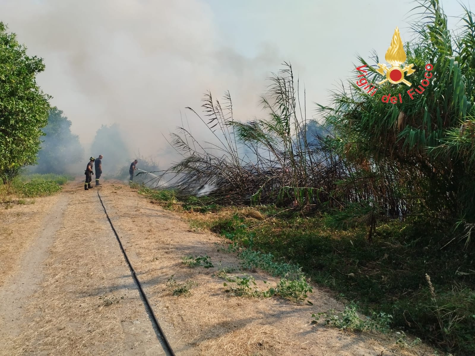incendio vegetazione
