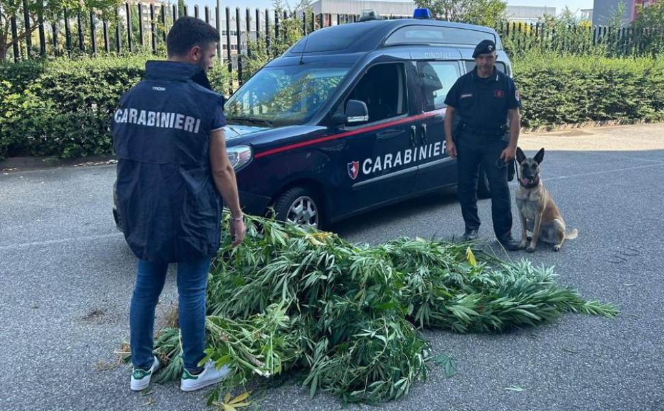 marijuana bisignano carabinieri