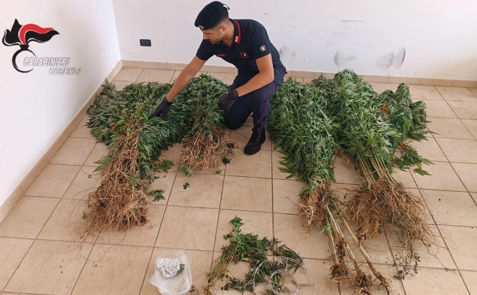 marijuana casa amantea carabinieri 01