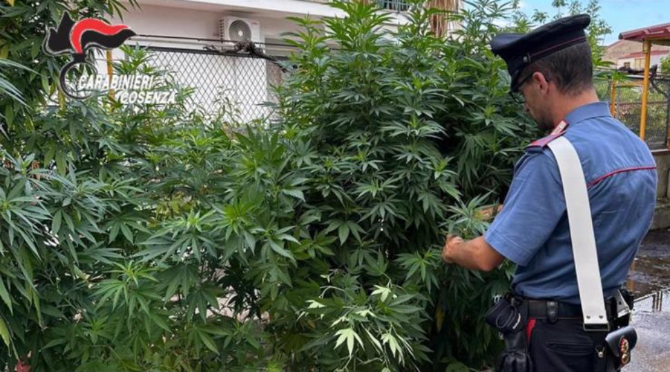 marijuana casa amantea carabinieri 02