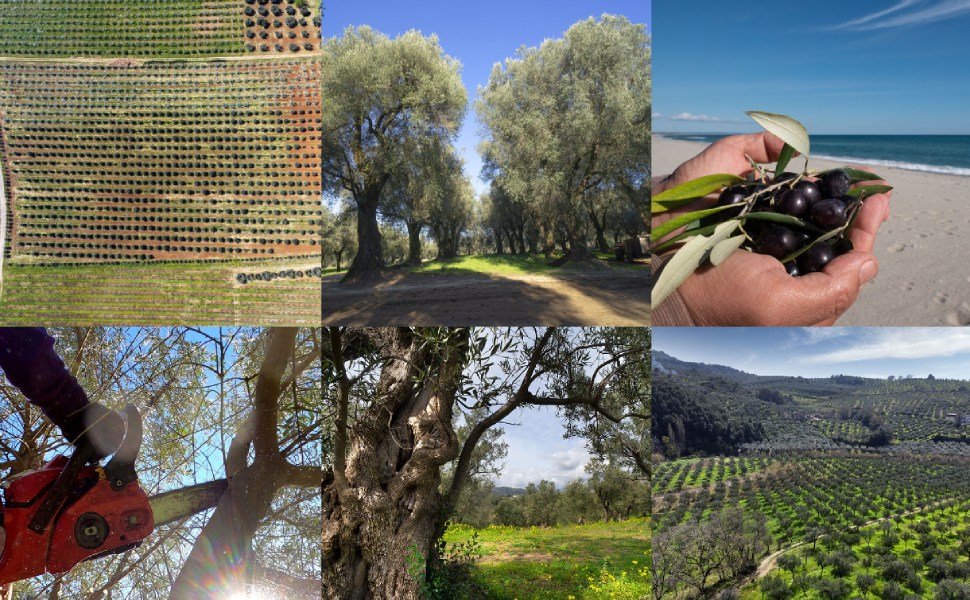 olio uliveti calabria igp