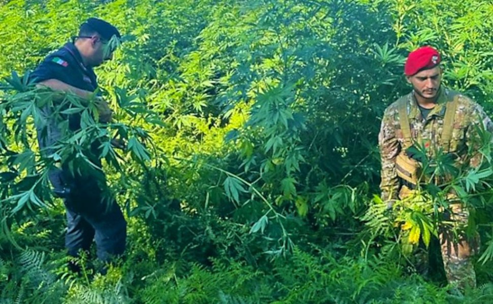 piantagione marijuana lamezia carabinieri 02