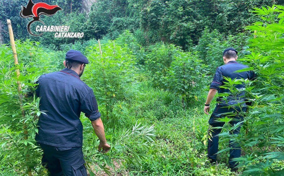 piantagione marijuana lamezia carabinieri