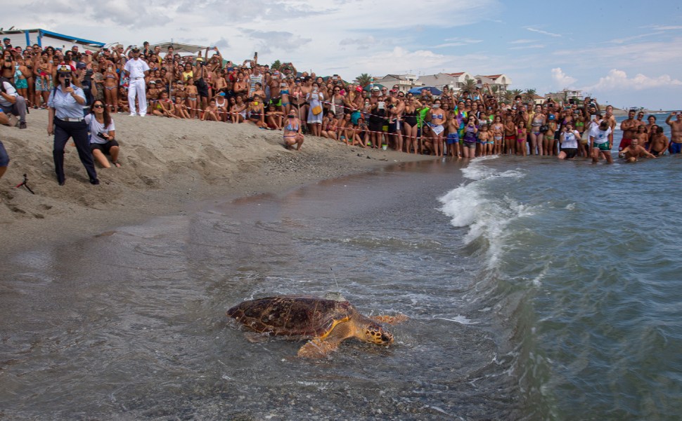 rilascio tartaruga soccorsa in mare