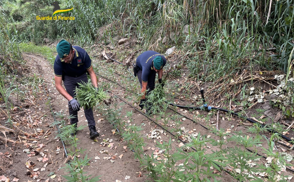 serra-marijuana-vibo