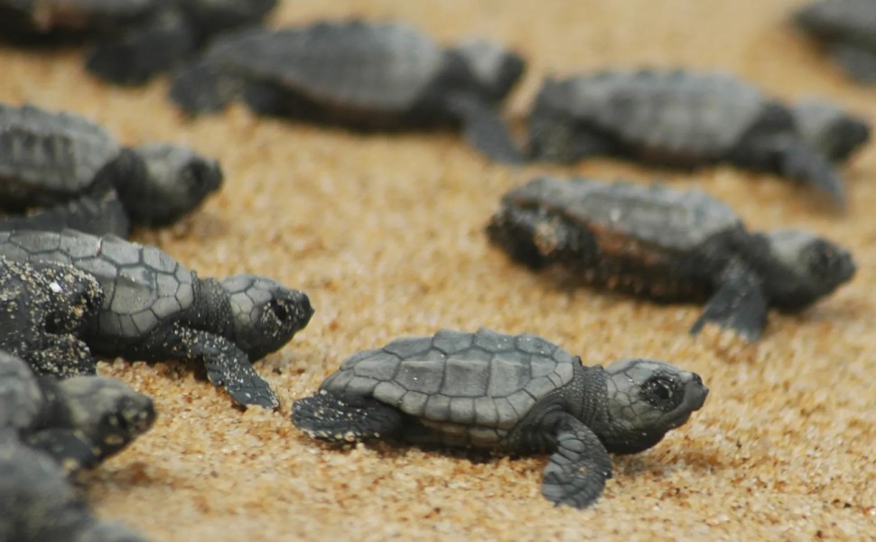 tartarughe caretta caretta