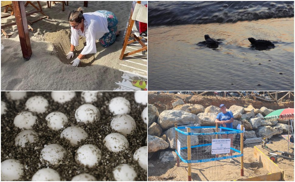 Life Turtlenest - tartarughe marine 01