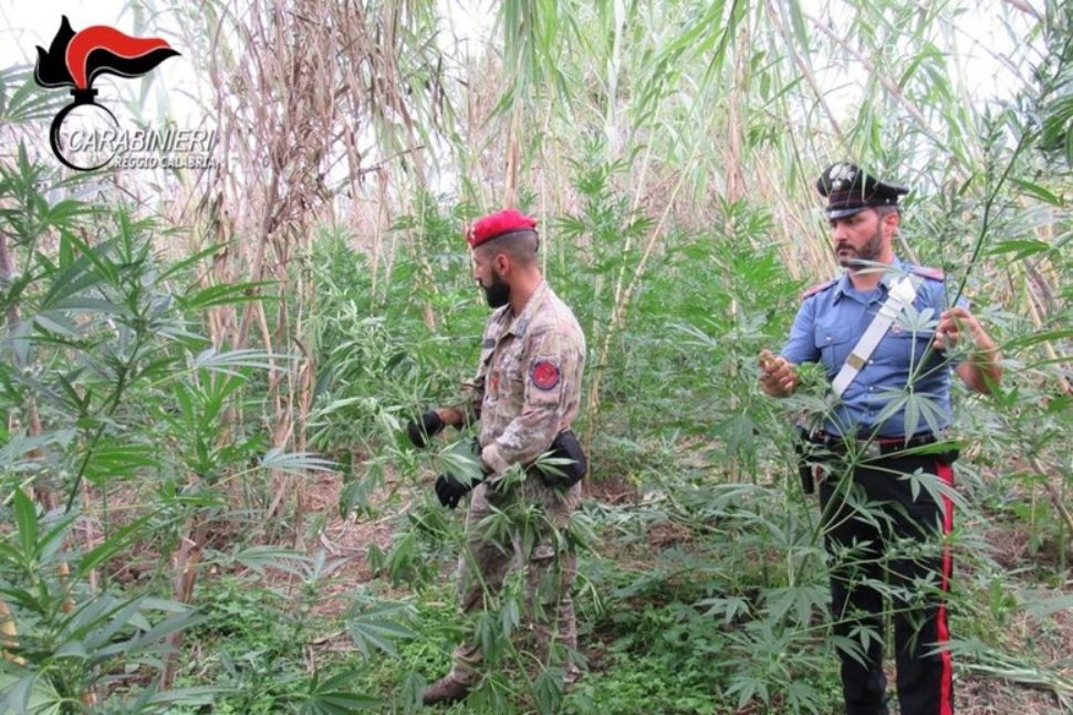 Scoperte 1500 piante di cannabis