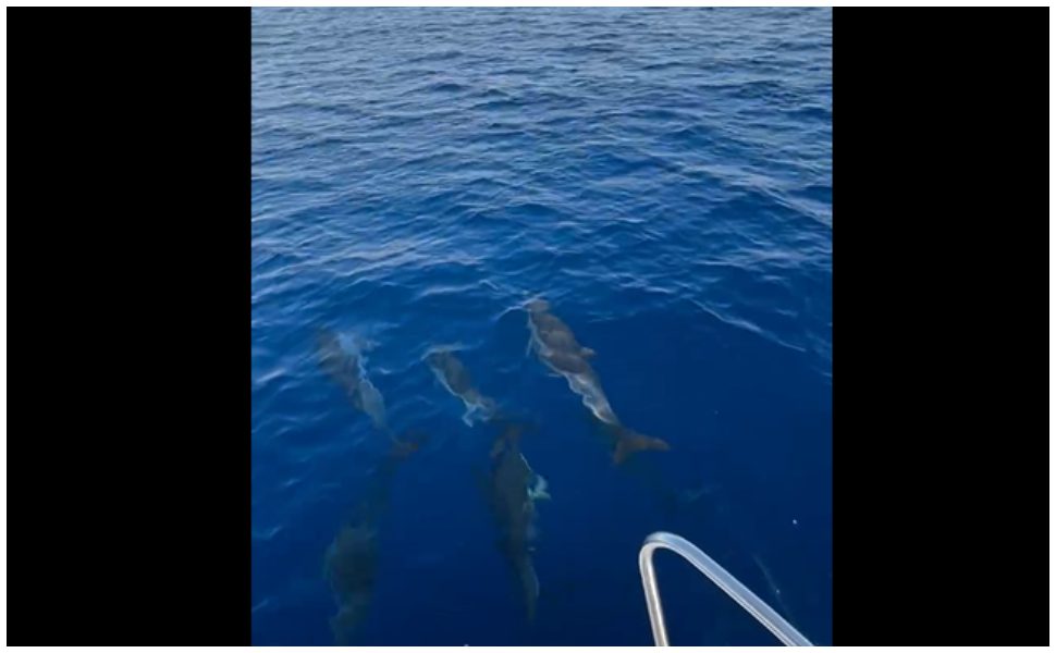 Gruppo di delfini avvistato a largo della costa a Belvedere marittimo - VIDEO 1 delfini a belvedere marittimo