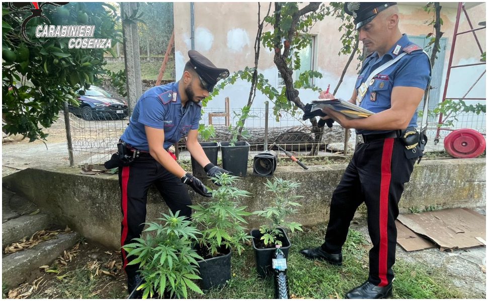 carabinieri cosenza droga