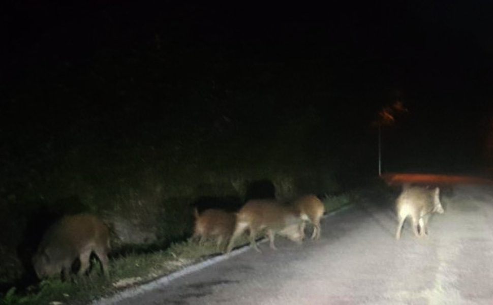 Incidente nella notte, auto impatta contro un gruppo di cinghiali 51 cinghiali-notte