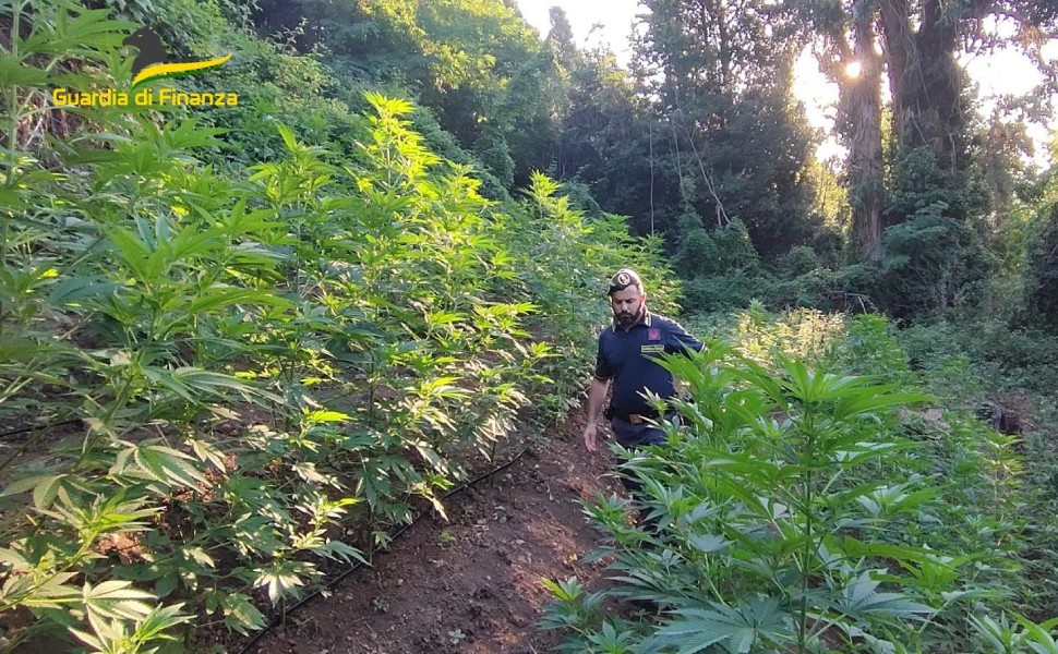 Scoperte tre coltivazioni di marijuana, la droga avrebbe fruttato 200mila euro 53 guardia di finanza marijuana