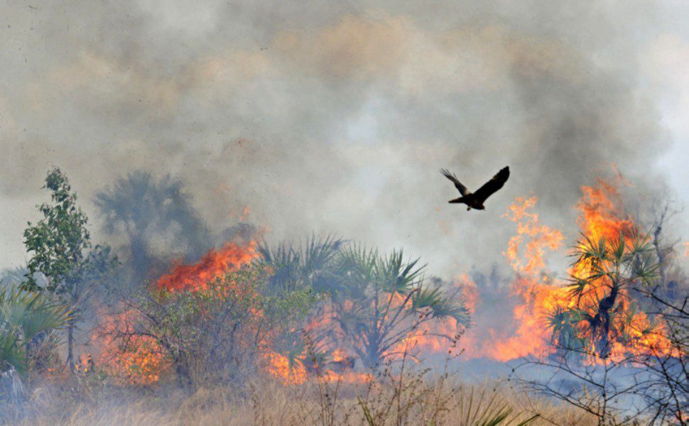 incendi animali selvatici