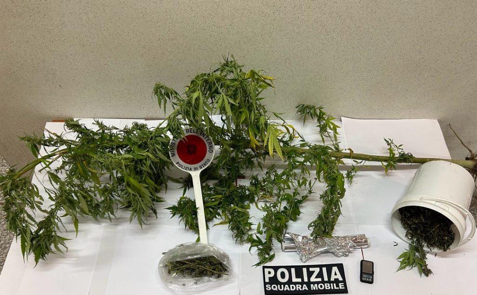 marijuana e piante vibo polizia
