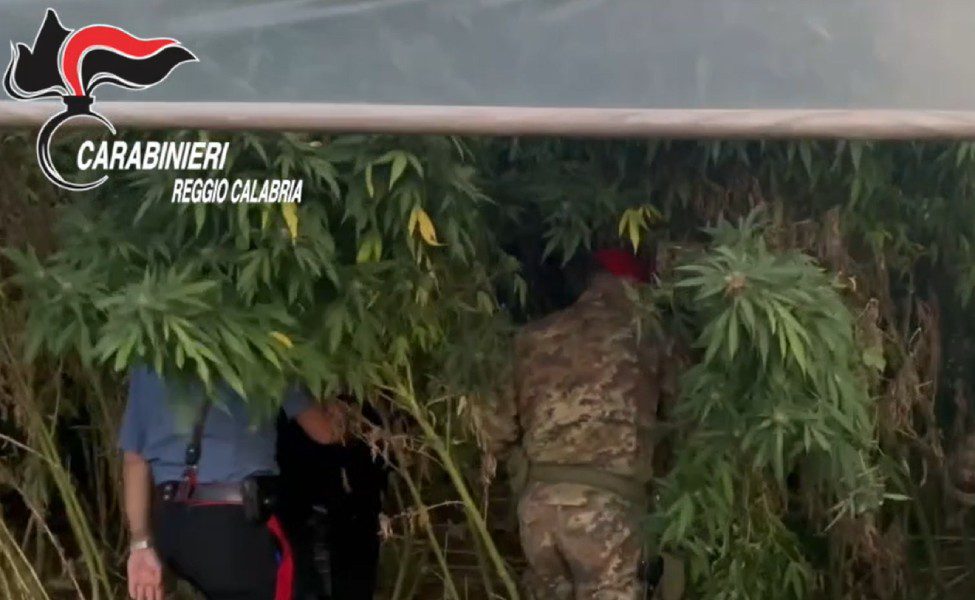 marijuana gioia tauro delianuova