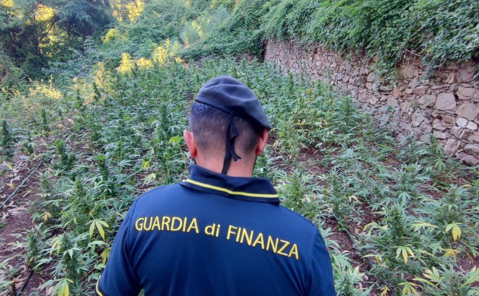 marijuana piante finanza lamezia