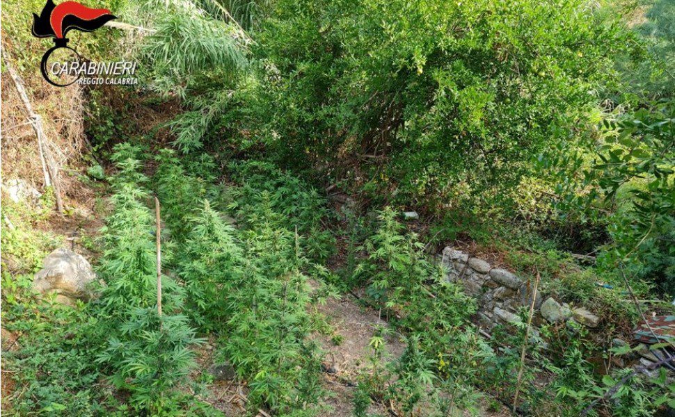 piantagione marijuana roccella 01