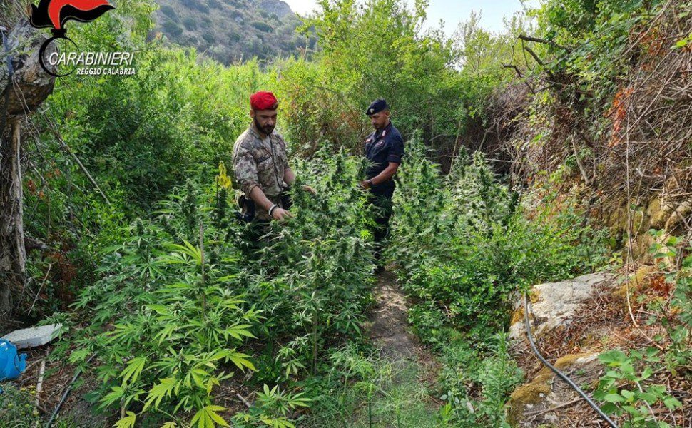 piantagione marijuana roccella 02