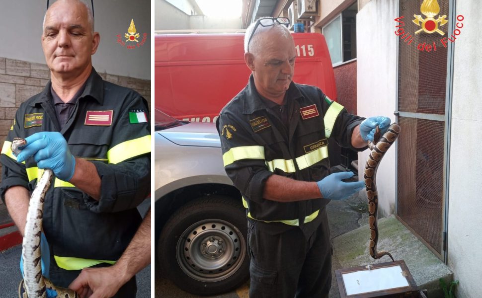 recupero pitone reale amantea vigili fuoco