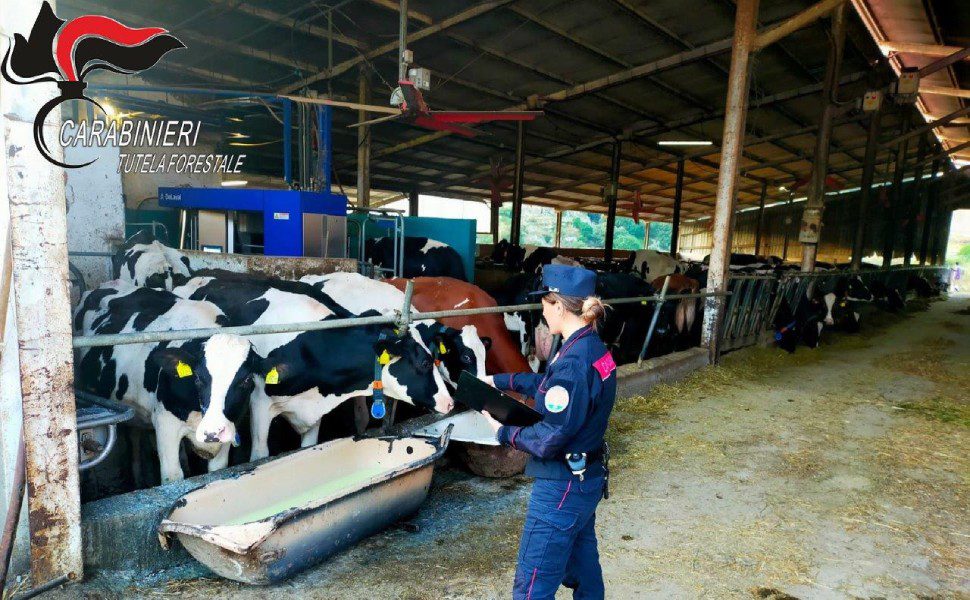 sequestro azienda agricola carolei 02