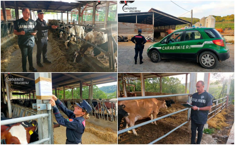 sequestro azienda agricola carolei 02