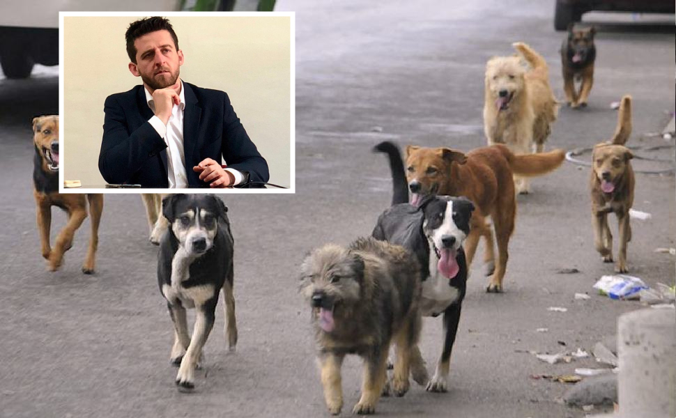 Cani-randagi_sindaco Flavio Stasi