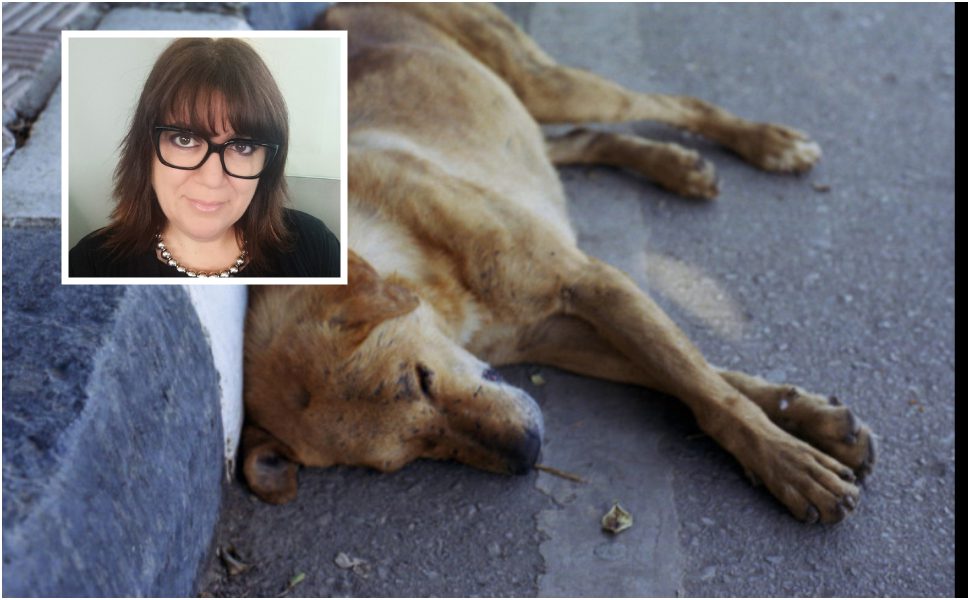 Castrolibero_cane-avvelenato-