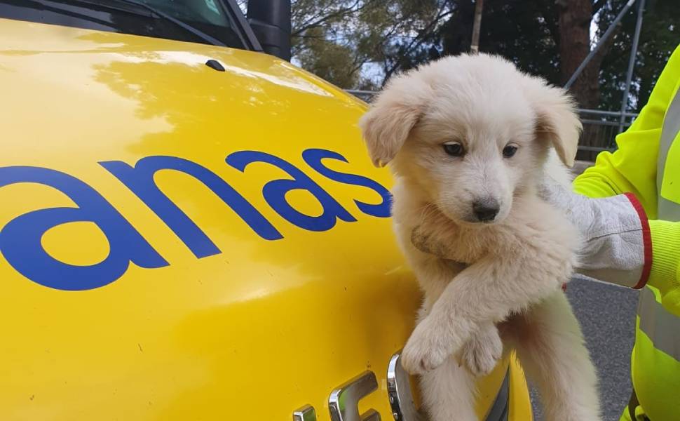 anas cuccioli strada abbandono