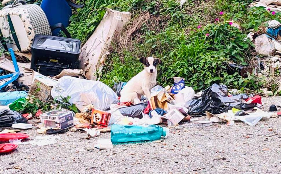 Cagnolino trovato tra i rifiuti, dronista lo adotta. Occhiuto: «storia a lieto fine» 51 cagnolino rifiuti dronista