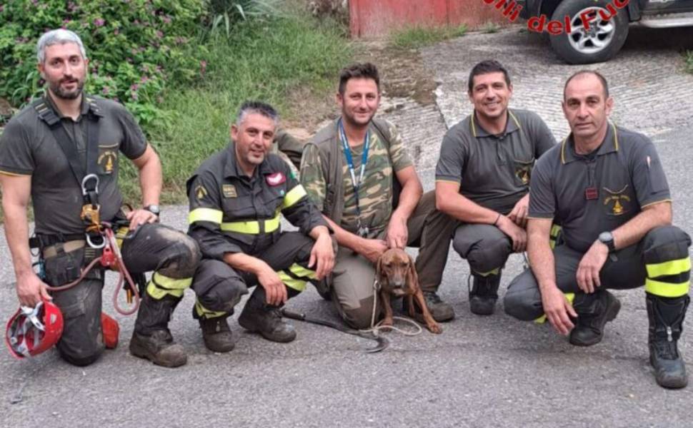 cane dirupo segugio