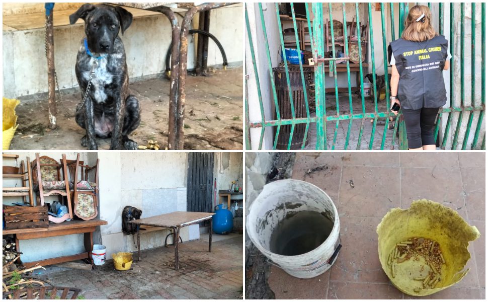 cane-legato-nel-Cosentino