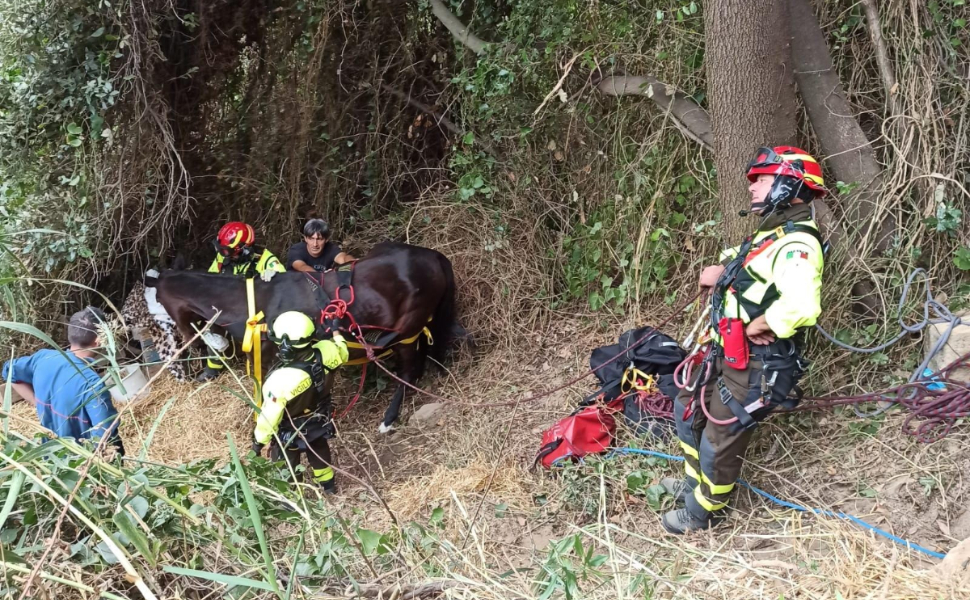 cavallo-salvato-crotone