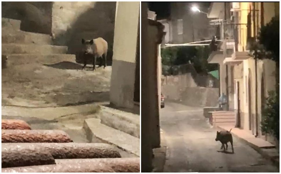 cinghiali-a-Scala-Coeli