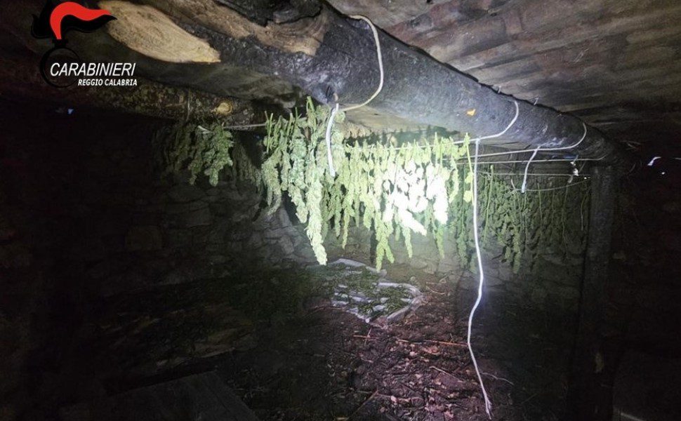 essiccatoio cardeto marijuana