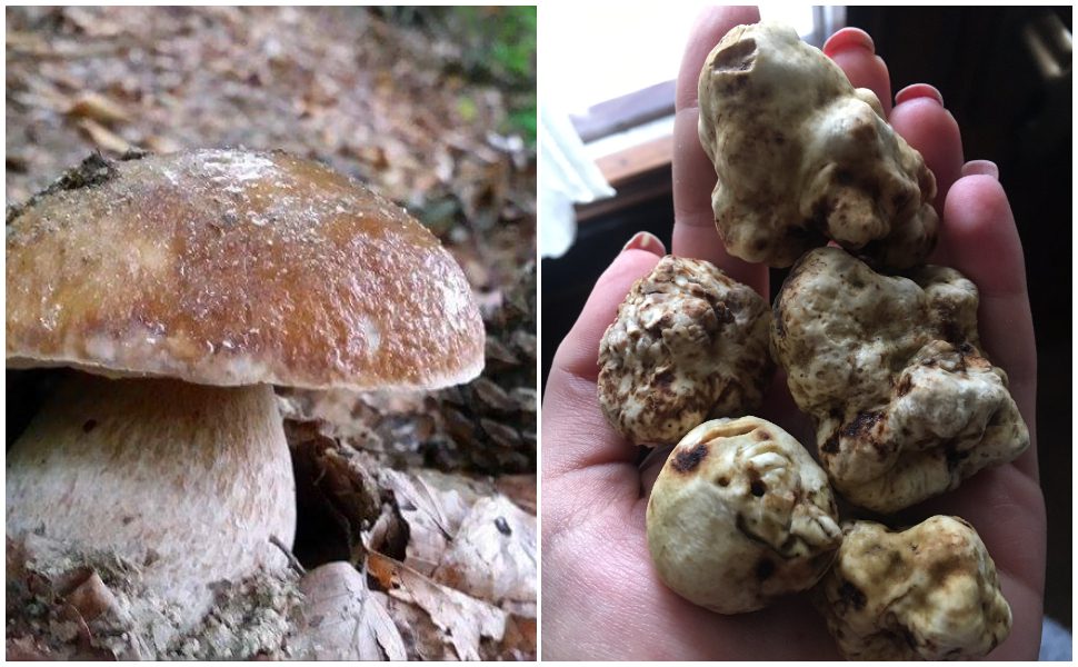 funghi-e-tartufi