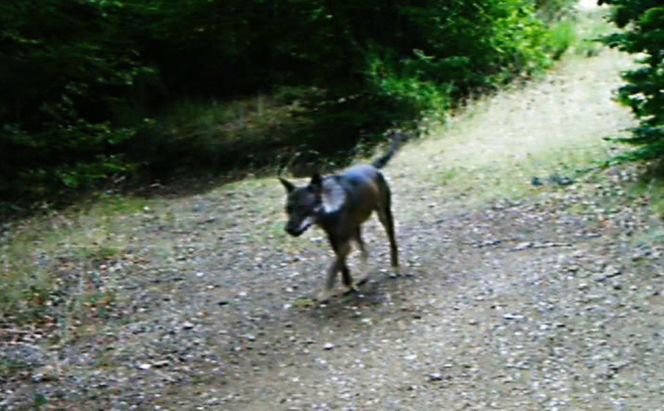 progetto WolfnexT - lupo