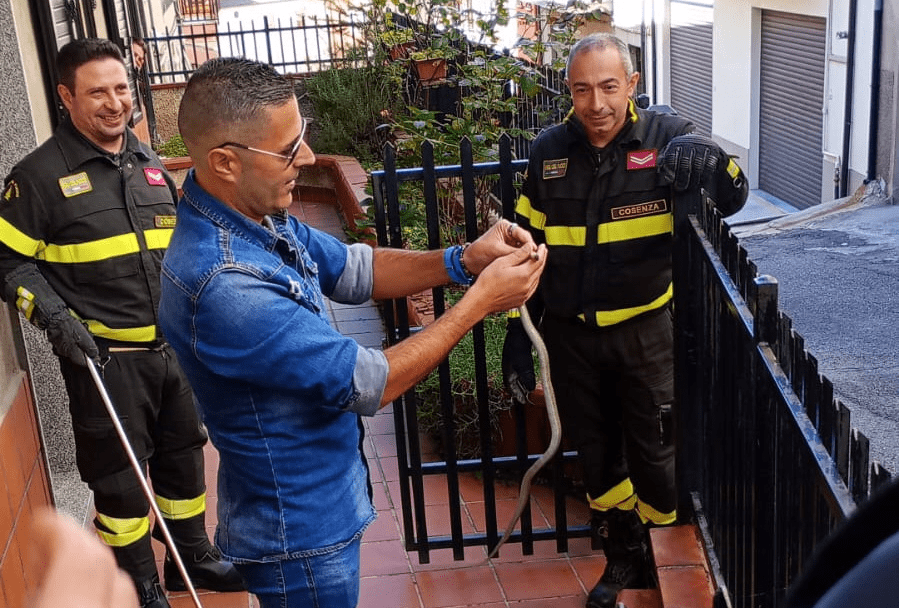 serpente san giovanni in fiore