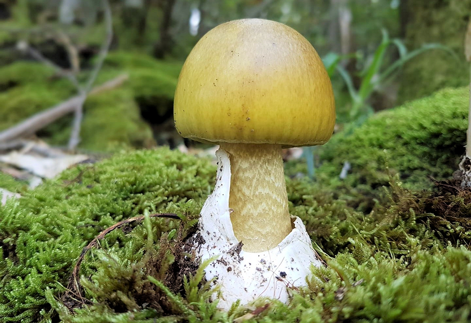 Amanita phalloides