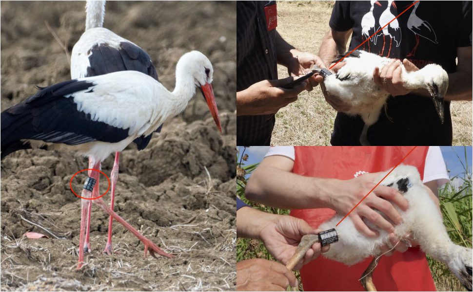 Cicogna bianca Cosenza