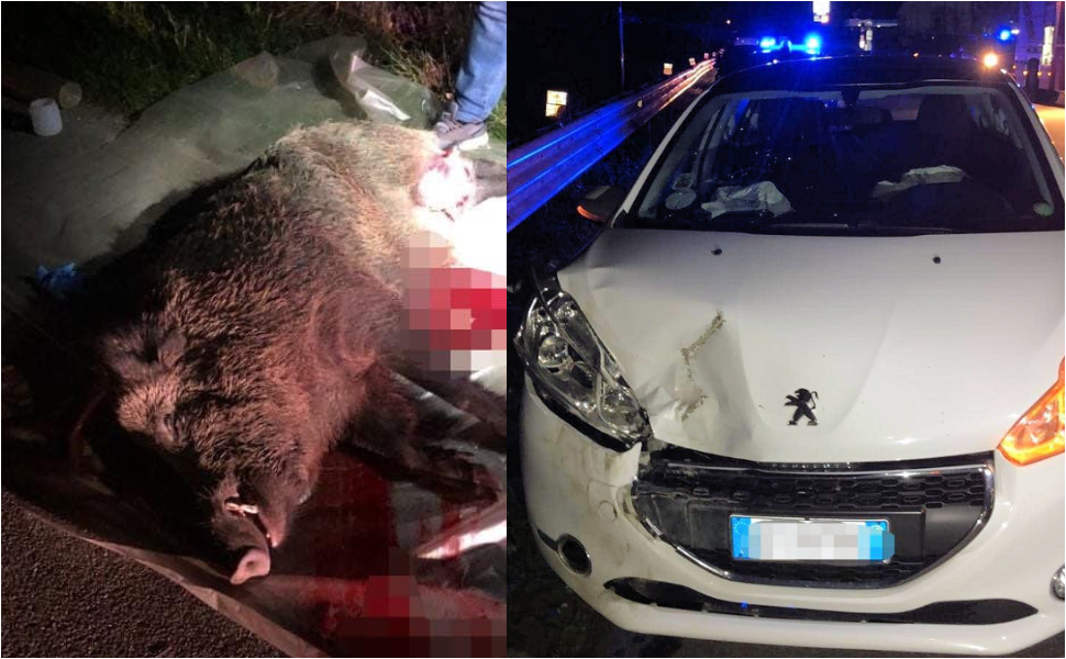 Cinghiale incidente auto