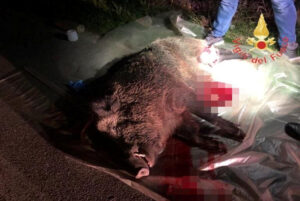Scivolano in un canalone dopo aver impattato contro un grosso cinghiale: due feriti 52 Cinghiale