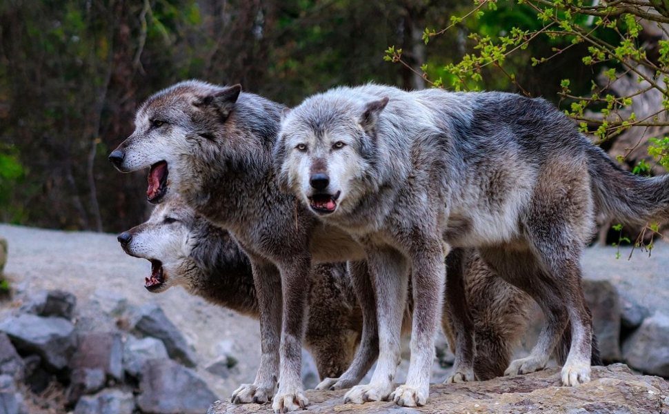 branco lupi generico