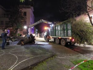 castrovillari vento albero 01