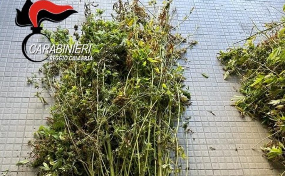marijuana piante reggio
