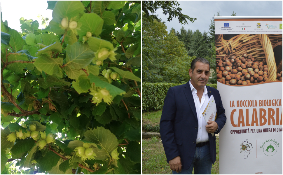 nicciola assise calabria