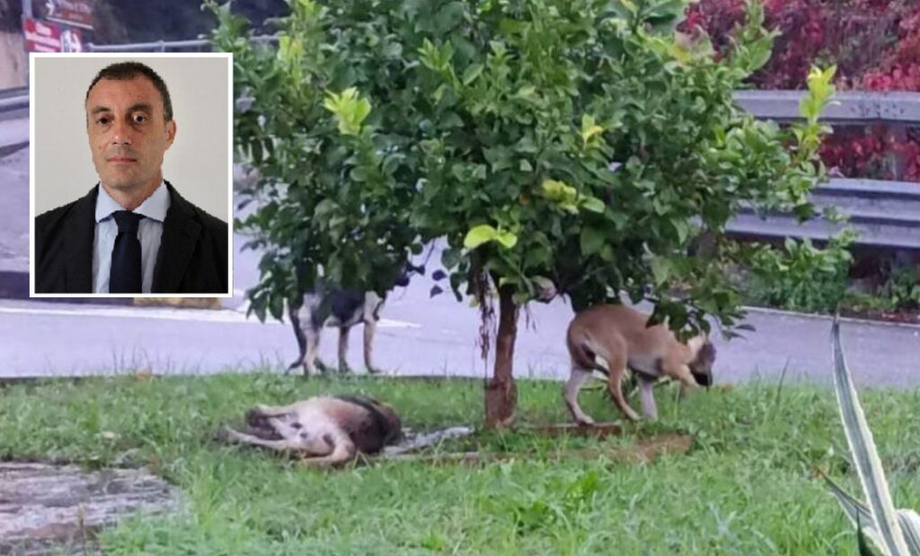 Francesco Stella sindaco falerna