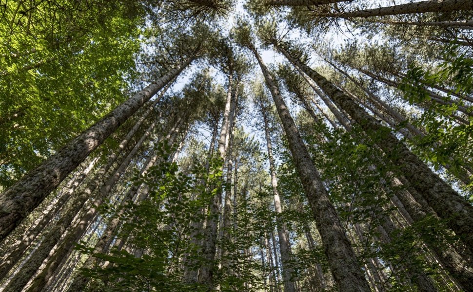 Giganti della Sila FAI 02